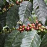 Paradise Mountain Coffee Beans