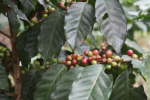 Paradise Mountain Coffee Beans