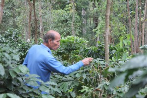 Paradise Mountain Coffee Bean Picking