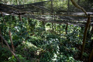 Paradise Mountain Thailand Shade Grown Coffee farm