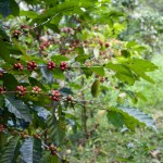 Paradise Mountain Thailand Shade Grown Coffee Beans