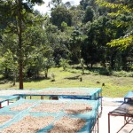 Paradise Mountain Thailand Shade Grown Coffee Bean Harvest