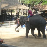 Chiang Mai Thailand Elephant with Soccer Ball