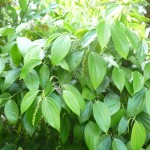 Chiang Mai Thailand Coffee Farm