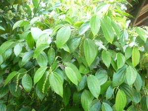 Chiang Mai Thailand Coffee Farm