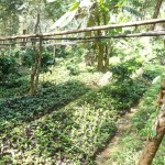 Chiang Mai Thailand Shade Grown Coffee Farm
