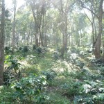 Chiang Mai Shade Grown Coffee Farm