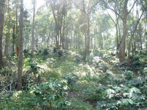 Chiang Mai Shade Grown Coffee Farm