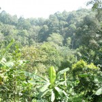 Chiang Mai Organic Coffee Farm