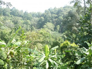 Chiang Mai Organic Coffee Farm