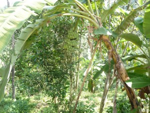 Chiang Mai Thailand Organic Farm