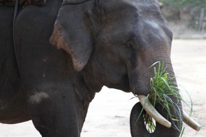 paradise mountain elephants