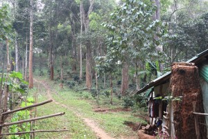 Paradise Mountain Fair Trade Coffee Farm