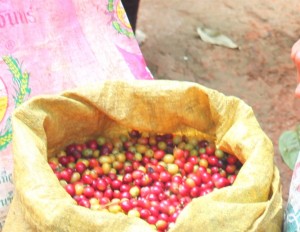 Paradise Mountain Bag of Coffee Beans