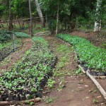 Paradise Mountain Coffee Bean Farm