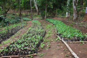 Paradise Mountain Coffee Bean Farm