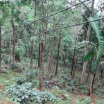 Paradise Mountain Organic Coffee Bean Farm