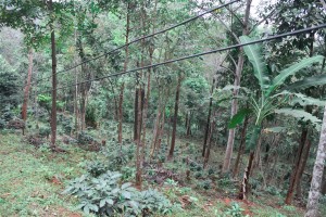 Paradise Mountain Organic Coffee Bean Farm
