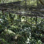 Paradise Mountain Shade Grown Coffee Bean Farm