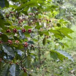 Paradise Mountain Thailand Shade Grown Coffee Bean Farm