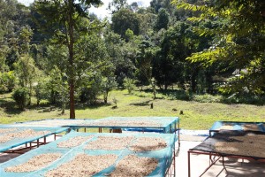 Paradise Mountain Shade Grown Coffee Bean Harvest