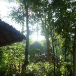 chiang mai elephant on coffee farm