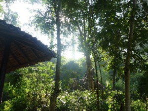 chiang mai elephant on coffee farm
