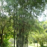 chiang mai organic coffee farm thailand