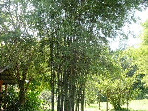 chiang mai organic coffee farm thailand