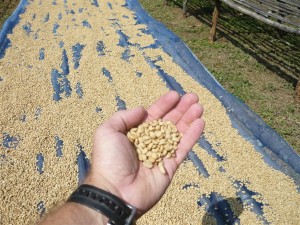 chiang mai coffee harvest