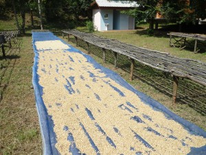 chiang mai coffee bean harvest