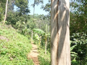 Chiang Mai Thailand Coffee