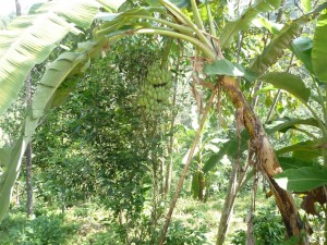Chiang Mai Thailand Coffee Farms