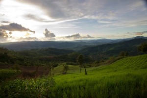 Doi-Chang thailand coffee