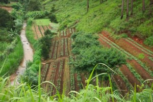 coffee plants growing on terraces in vietnam