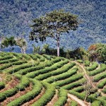 thailand coffee farming plantation