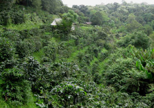 coffee plantation chiang mai northern thailand