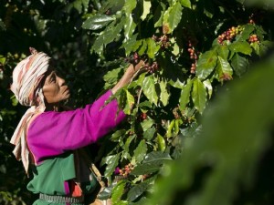 coffee from thailand