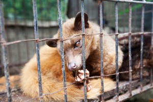 kopi luwak or civet coffee