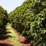 coffee farming and climate change