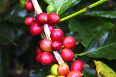 Welcome to The Exotic Bean!