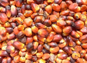 dangers of palm oil