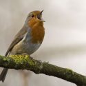 certified bird friendly coffee