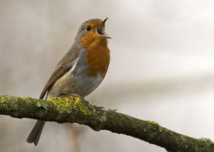 certified bird friendly coffee