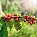 certified organic coffee beans