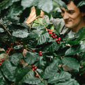 shade grown coffee
