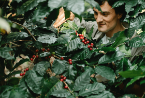 shade grown coffee