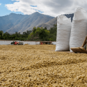 organic vs. non-organic coffee beans