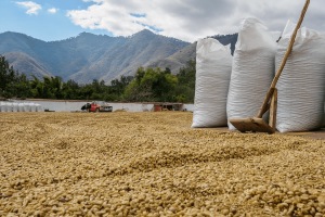 organic vs. non-organic coffee beans