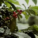 Shade-Grown Coffee